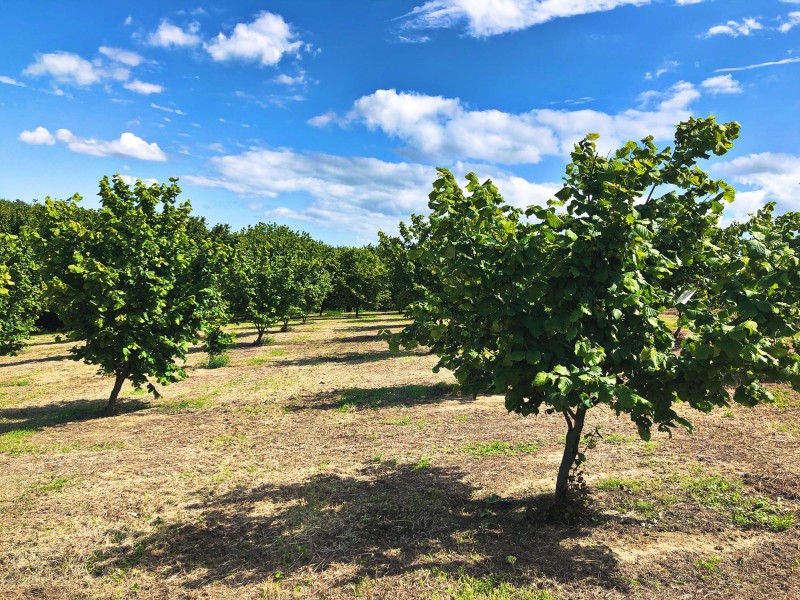 Vantaggi Agronomici di SUPER NOCCIOLO
