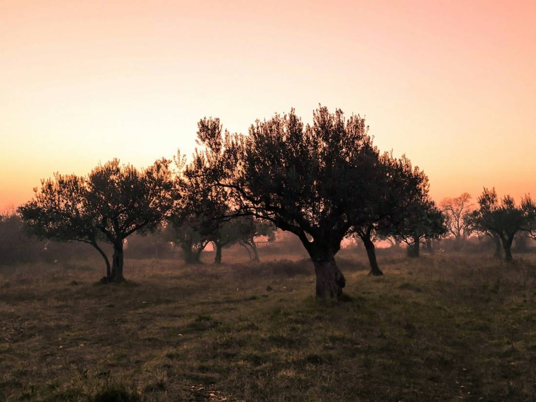 Vantaggi agronomici di EMONATURAL OLIVO