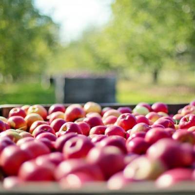 La concimazione post-raccolta secondo Fertben