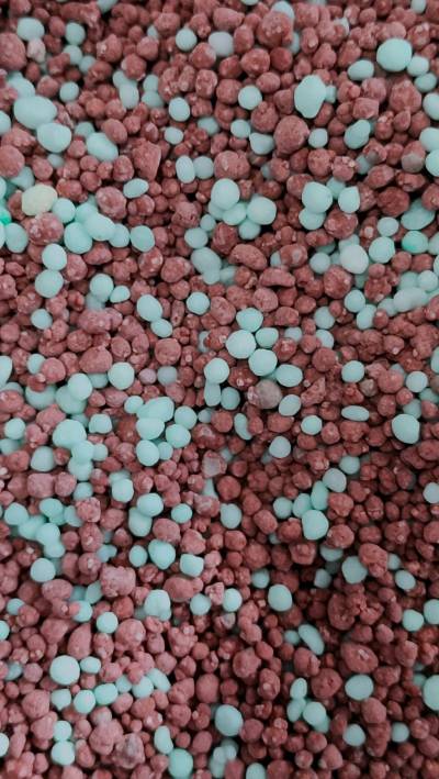 STARPHOSKA 15/8/15 BTC