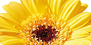 Fertilizzanti garden