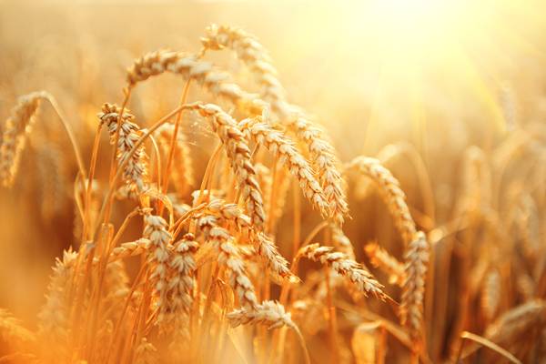 GREEN SLOW PRIAPOL N38