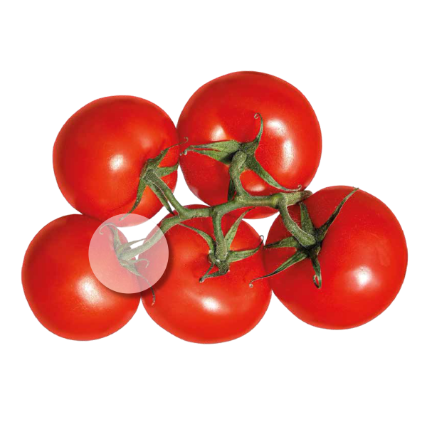 Linea super five blu