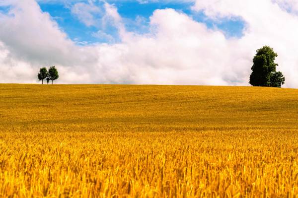 SUPER CEREALI    NP 7/16