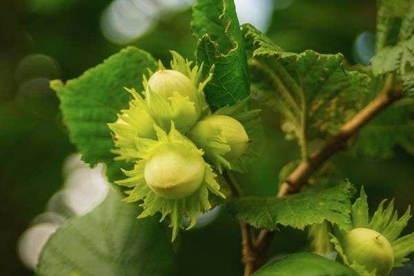 SUPER NOCCIOLO 15/5/5