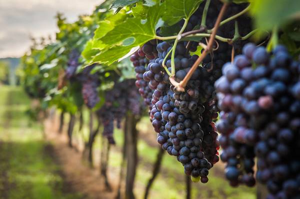 SUPER VIGNA  9/5/14  BTC