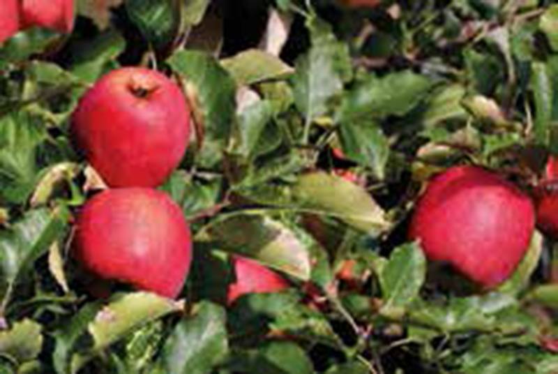 Rassegna internazionale  di AGRICOLTURA