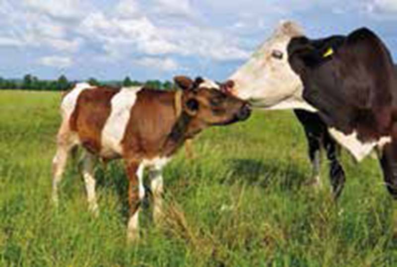 Rassegna internazionale  di AGRICOLTURA